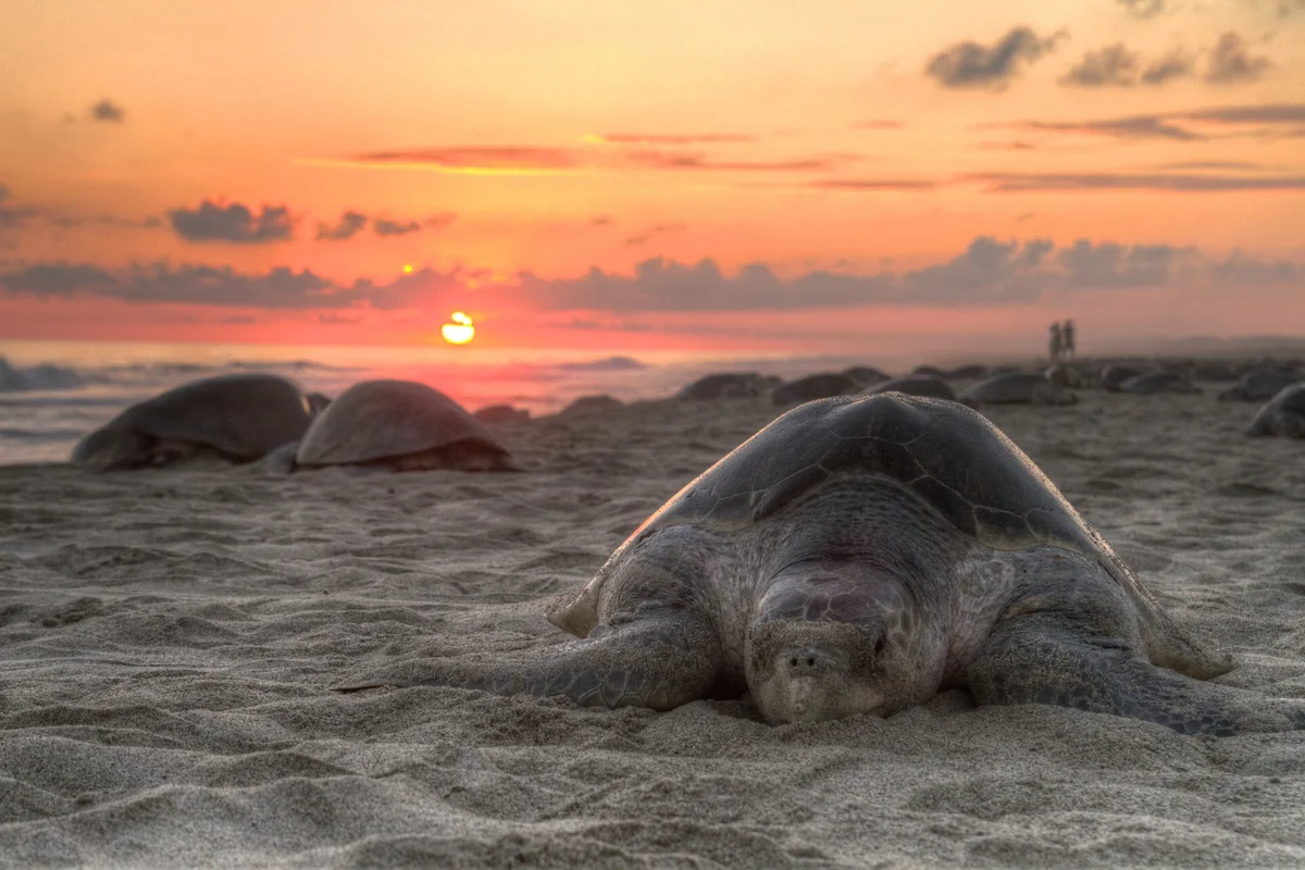 Olive Ridley sea turtles nesting on dark volcanic sand beach